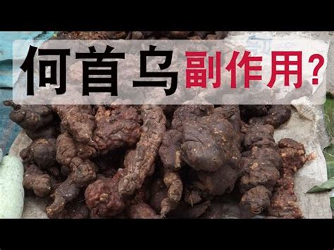 生首禁忌|何首烏：全面了解及其食用禁忌、功能和方法 – 杏壇中。